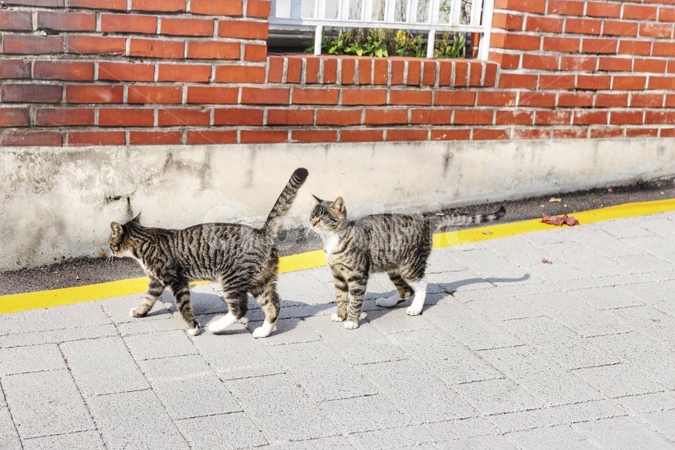 산책,고양이,길고양이,cat,한옥,동물,animal,포유류,mammal,고양이,cat,kitten,kitty