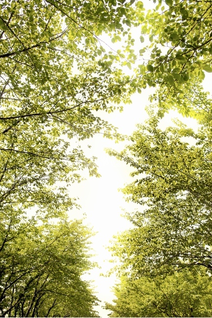 일상,휴식,공원,초록,나뭇잎,선유도,감성,하늘,힐링