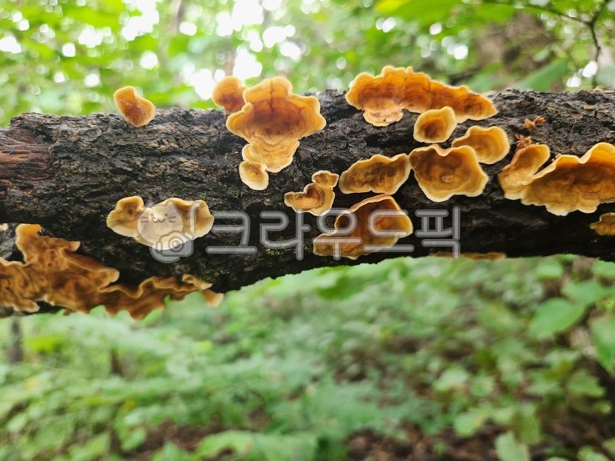 Medicinal mushrooms,brown flower cloud mushroom,Pine Mushroom,anticancer mushrooms,Magnolia shaman mushroom,mushroom