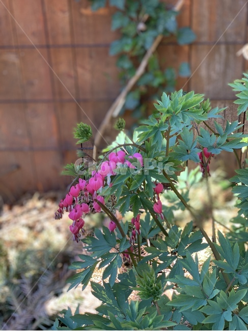 plant,식물,화분,분홍,핑크