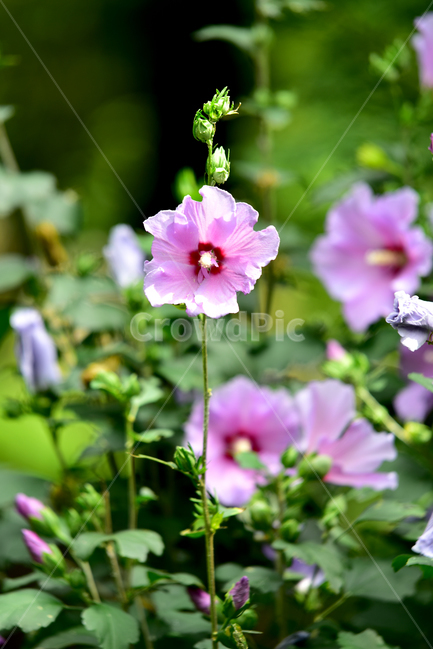 무궁화,국화,한국국화,나라꽃,꽃,우리나라꽃,무궁화나무,flower,roseofsharon