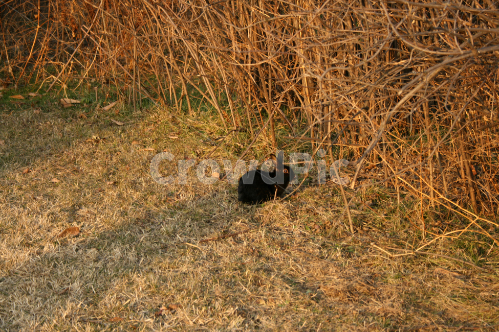 동물,토끼,포유류,animal,rabblit,동물,animal,포유류,mammal