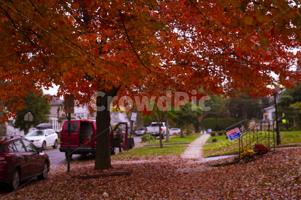 plant,식물,tree,나무,vehicle,차량,transportation,교통,automobile,자동차,car,단풍,maple,잎,leaf,가을,계절,fall,autumn,season,차