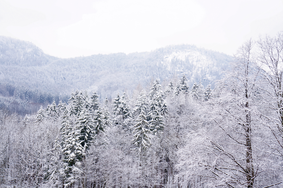 겨울,겨울나무,겨울풍경,겨울산,겨울자연,자연,나무,우거진,겨울숲,winter,숲,겨울,계절,winter,season,자연,풍경,nature,landscape,outdoors,옥외,tree,plant,식물,fir,전나무
