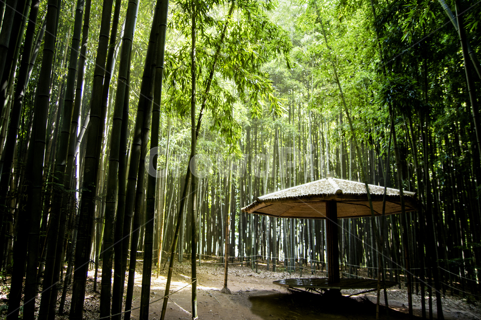 자연,풍경,대나무,나무,숲,죽녹원,담양,장소,자연풍경,landscape,forest,bamboo,휴양,nature,자연,풍경,nature,landscape,한국자연풍경,한국자연경관,korea nature landscape,plant,식물