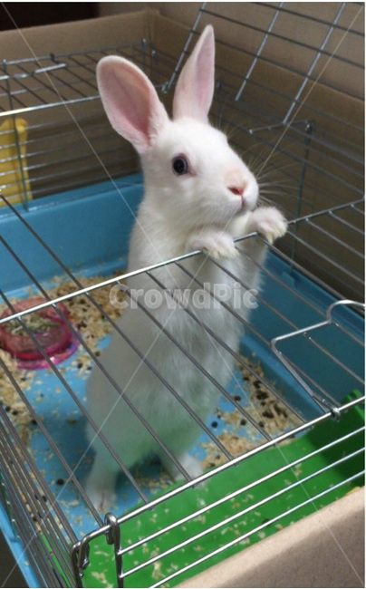토끼,애완동물,동물,포유류,animal,rabbit,동물,animal,포유류,mammal
