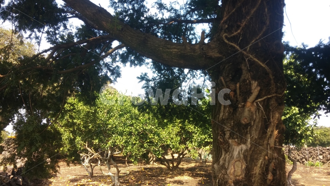 나무,초록빛,그늘,쉼터,그늘막,자연,풍경,nature,landscape,tree,plant,식물,tree trunk,나무 줄기