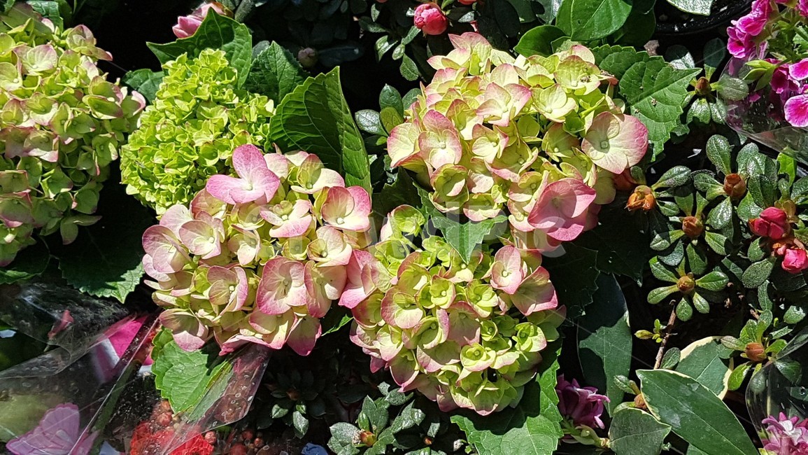 plant,식물,flower,꽃,수국
