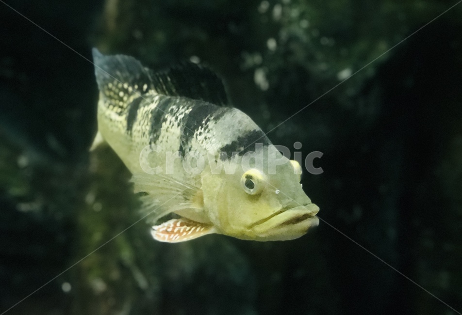 물고기,fish,동물,아쿠아리움,animal,수족관,어류,물고기,fish