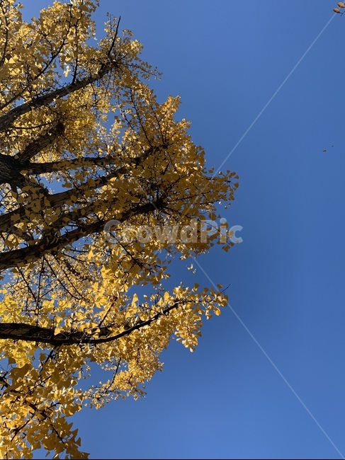 tree,나무,plant,식물,가을,은행나무,하늘,가을,계절,fall,autumn,season