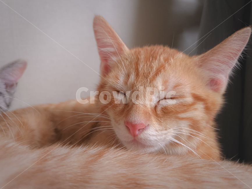 pet,abyssinian,아비시니아,animal,동물,cat,애완동물,포유류,mammal,고양이,잠자는,반려동물,냥이,kitten,kitty,반려묘,귀여운동물,sleeping,귀여움,잠든모습,동물,animal,포유류,mammal,고양이,cat,kitten,kitty