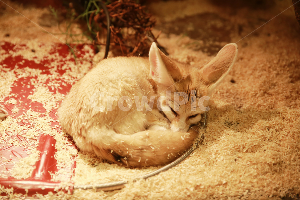 사막여우,귀여운,동물원,모피,여우,동물,animal,포유류,mammal