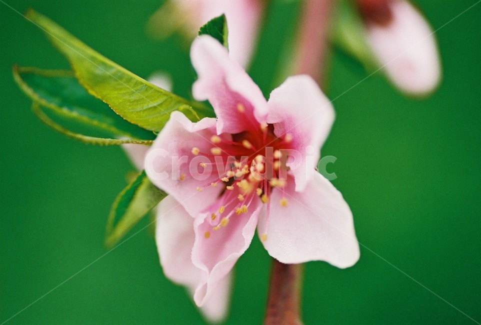 사과꽃,식물,꽃,flower,nature,plants,appleblossoms,식물,자연,plants,nature,꽃,flower