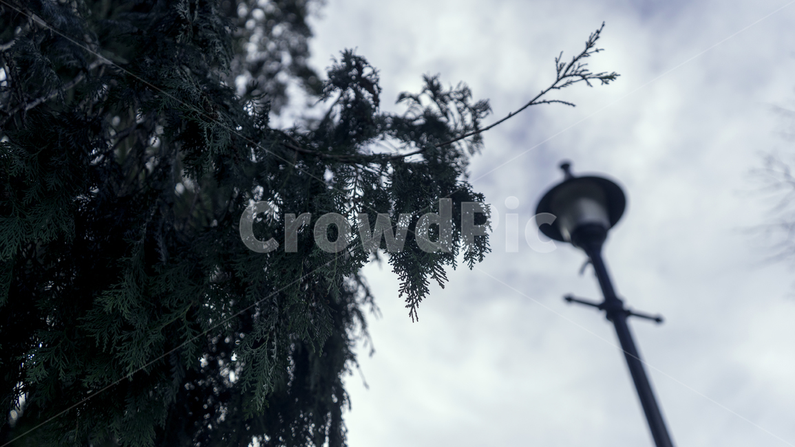 lamppost,램프포스트,흐림,하늘,구름,sky,cloudy,나무,tree