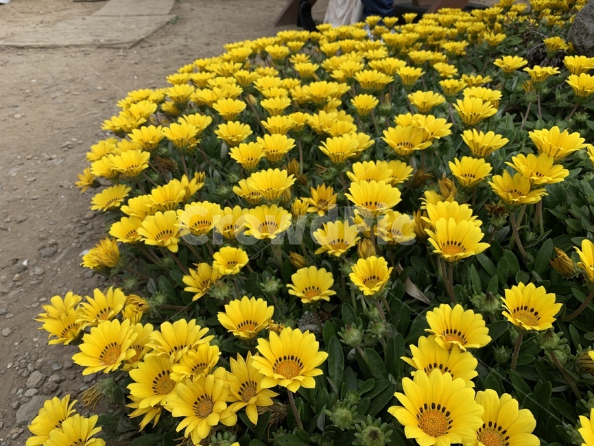 꽃,야생화,들꽃,예쁜꽃,꽃밭