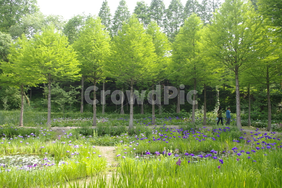 초록,신록,나무,식물,plant,숲,자연,풍경,nature,landscape,tree,vegetation,초목,outdoors,옥외,grassland,목초지,field,들,forest,woodland,삼림지,land,땅