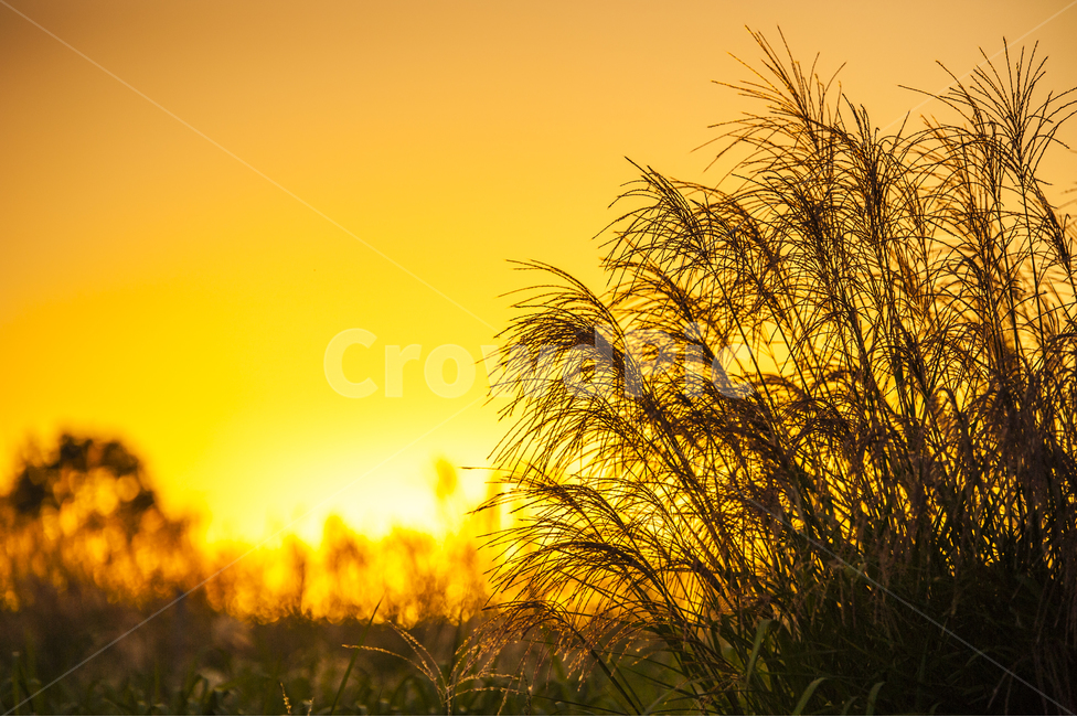 억새,갈대,석양,가을,가을분위기,저녁노을,가을,계절,fall,autumn,season,식물,자연,plants,nature,grass,잔디,plant