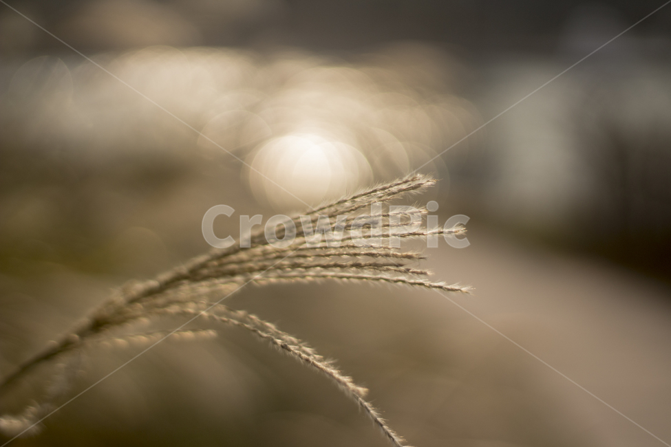 갈대,가을,오후,보케,아웃포커싱,가을,계절,fall,autumn,season,식물,자연,plants,nature,감성,sensible,feeling,plant,grass,잔디,food,음식