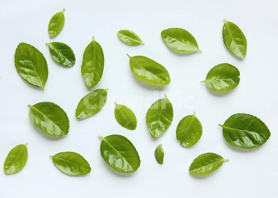 잎,나뭇잎,closeup,fresh,green,leaf,leaves,macro,natur,nature,plant,잎사귀,자연,녹색,그린,클로즈업,신선한,탑앵글,탑뷰,많은,다수의,many,흰배경