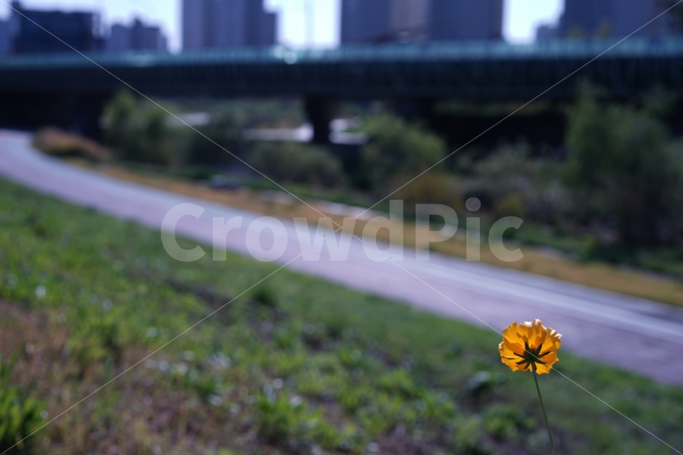 	가을,꽃,플라워,옐로우,노랑,일상,감성사진,감성,느낌,계절,풍경,길,거리,산책,나들이,자연,식물,자연,plants,nature,꽃,flower