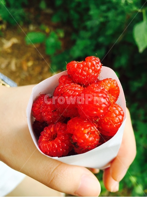 산딸기,싱그러움,빨강,자연,산,붉은색,음식,식재료,요리,food,cook,meal,dishes,food reserves