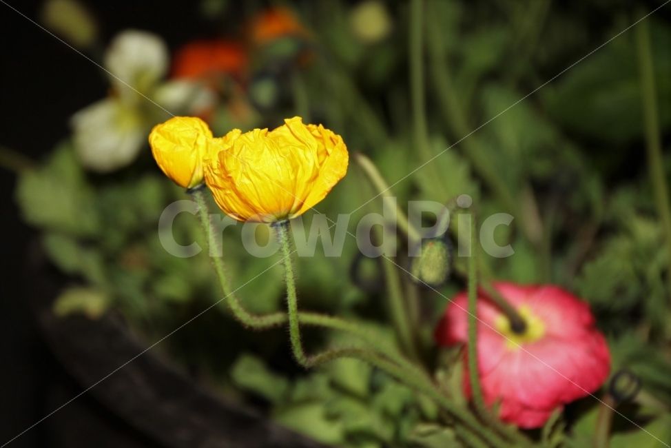 봄,4월,양귀비꽃,여의도,화분,식물,자연,plants,nature,꽃,flower