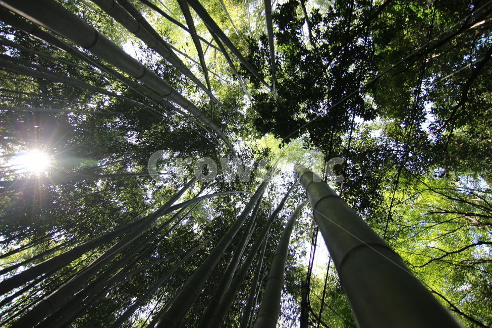 대나무,bamboo,식물,plant,나무,숲,햇살,햇빛,자연,풍경,자연,풍경,nature,landscape