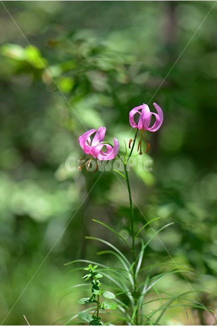 솔나리,야생화,식물,자연,꽃,생태,힐링,플라워,wildflower,flower,plants,nature,season,감성,느낌,emotion,feeling,백합목,백합과,여름,백합속,분홍색,여러해살이풀,식물,자연,plants,nature,꽃,flower