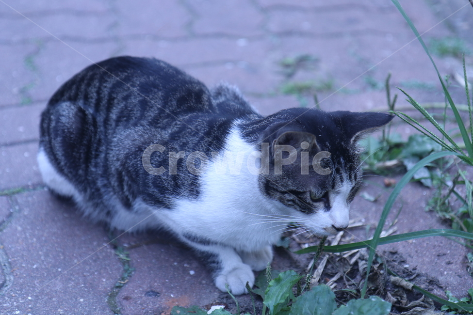 고양이,바닥,풀,냄새,cat,leaf