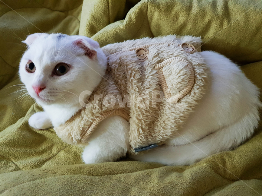 고양이,동물,스코티시폴드,폴드,스코티시,동물,animal,포유류,mammal,고양이,cat,kitten,kitty