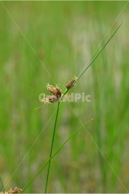 좀매자기,야생화,꽃,식물,자연,생태,플라워,flower,plants,nature,식물,자연,plants,nature