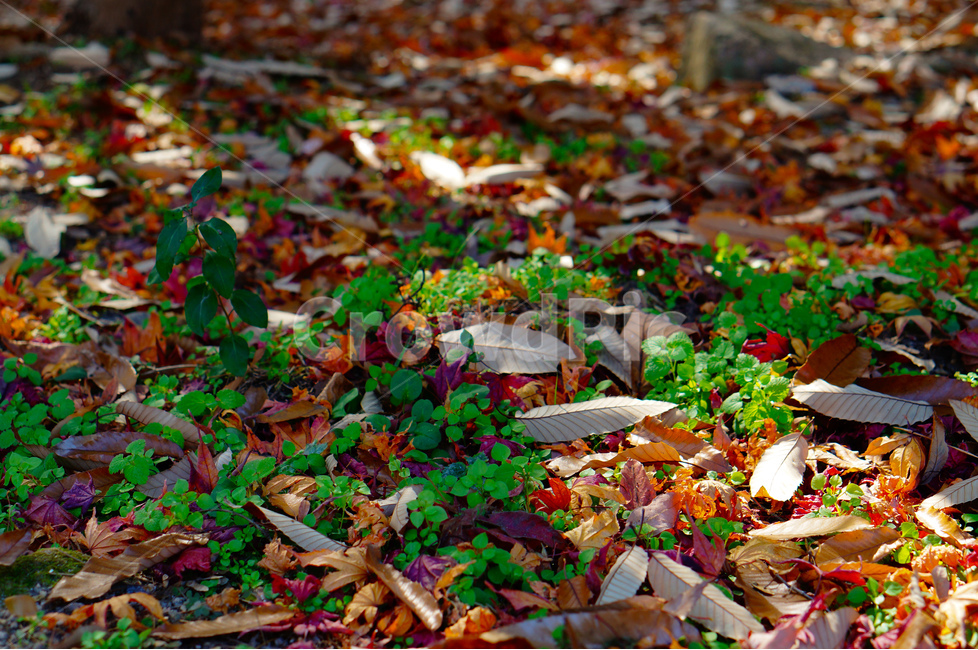 가을,낙엽,풀,풍경,빛,가을,계절,fall,autumn,season,식물,자연,plants,nature,plant,leaf,잎,ground,바닥
