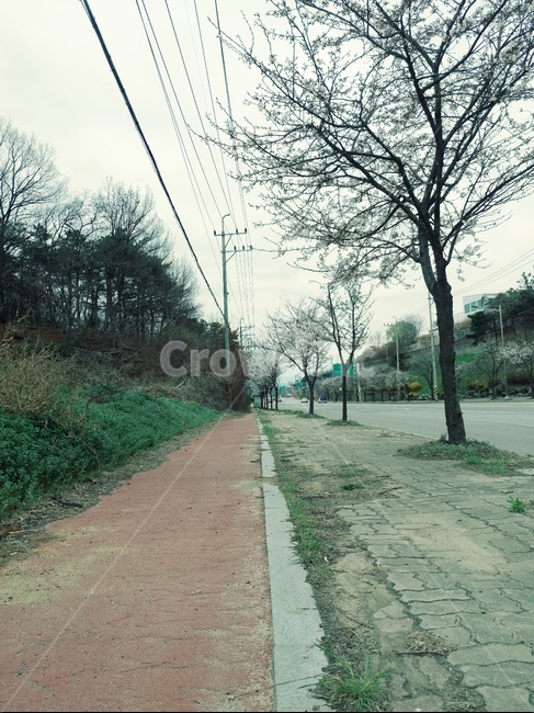 봄,벗꽃,나무,꽃길,분홍,전선,하늘,길,식물,자연,plants,nature,꽃,flower