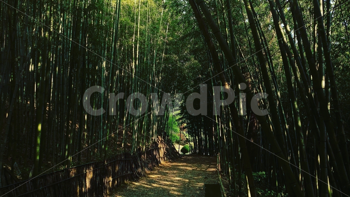 대나무,테마파크,나무,식물,자연,담양,길,숲,전남,전라남도,park,tree,road,plants,forest,landscape,nature,자연,풍경,nature,landscape,plant