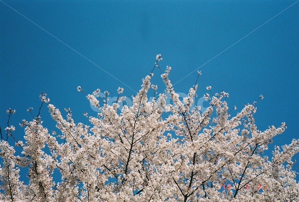 하늘,벚꽃,나무,꽃,봄,sky,spring,cherryblossom