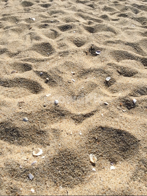모래,해변,모래사장,조개껍데기,여름