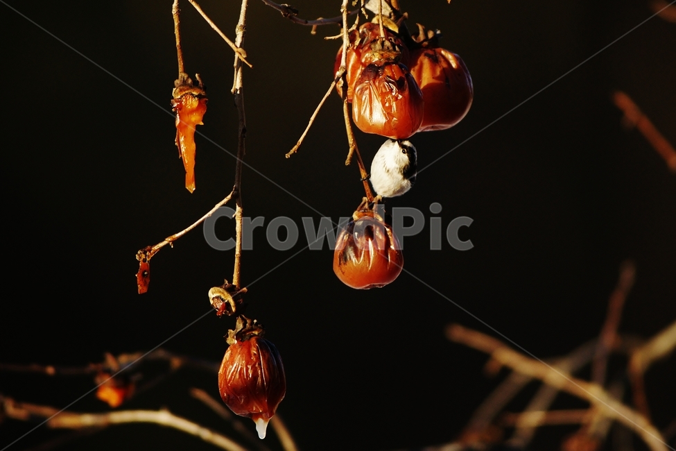 오목눈이,홍시,까치밥,조류,텃새,식물,자연,plants,nature,과일,열매,fruit