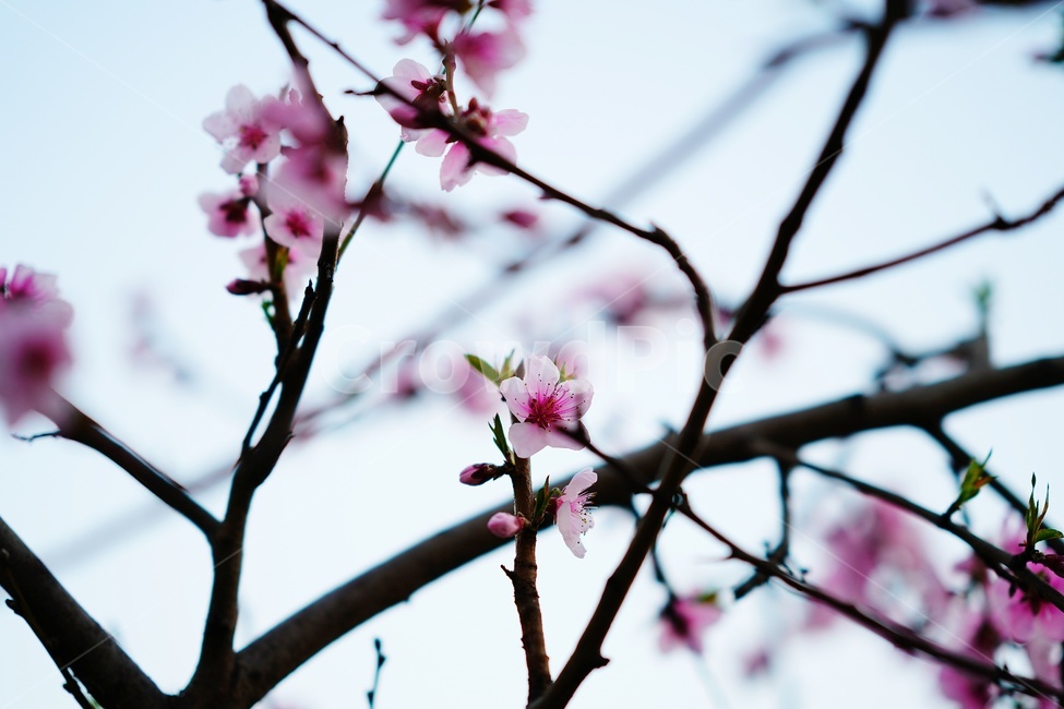 꽃,나무,벚꽃,flower,식물,blossom