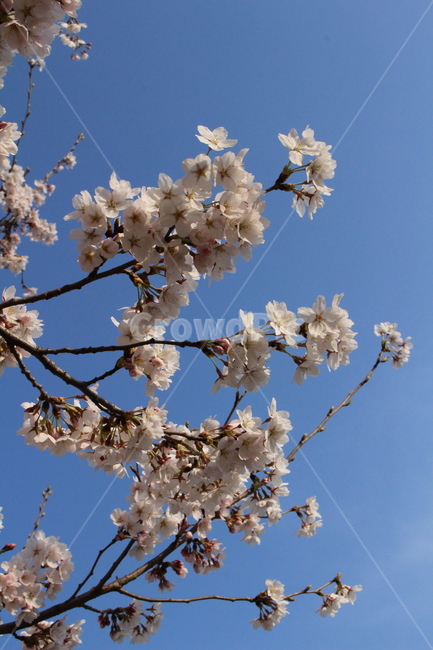 벚꽃,봄,꽃,벚꽃놀이,cherryblossoms