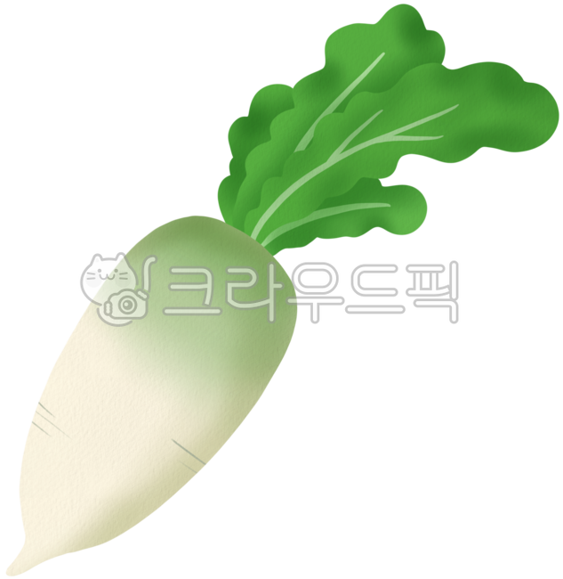 무,무김치,김장,김장철,김장준비,월동준비,겨울무,농산물,채소,소화촉진,뭇국,김장재료,깍뚜기,제주무,산지직송,야채