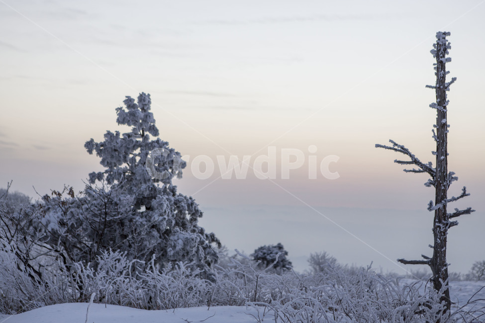 상고대,비목,눈꽃,겨울산,자연,겨울,계절,winter,season,자연,풍경,nature,landscape,식물,plants,나무,trees,wood,outdoors,옥외