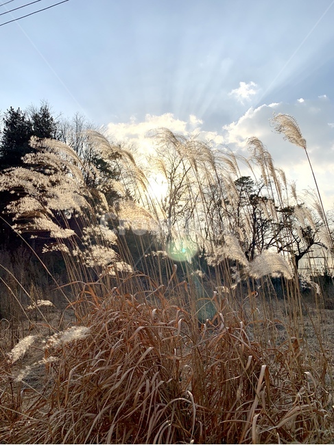 갈대,겨울,계절,햇빛,바람,하늘,빛,winter,역광,풀,자연,나뭇가지,나무,grass,잔디,plant,식물,lawn,reed