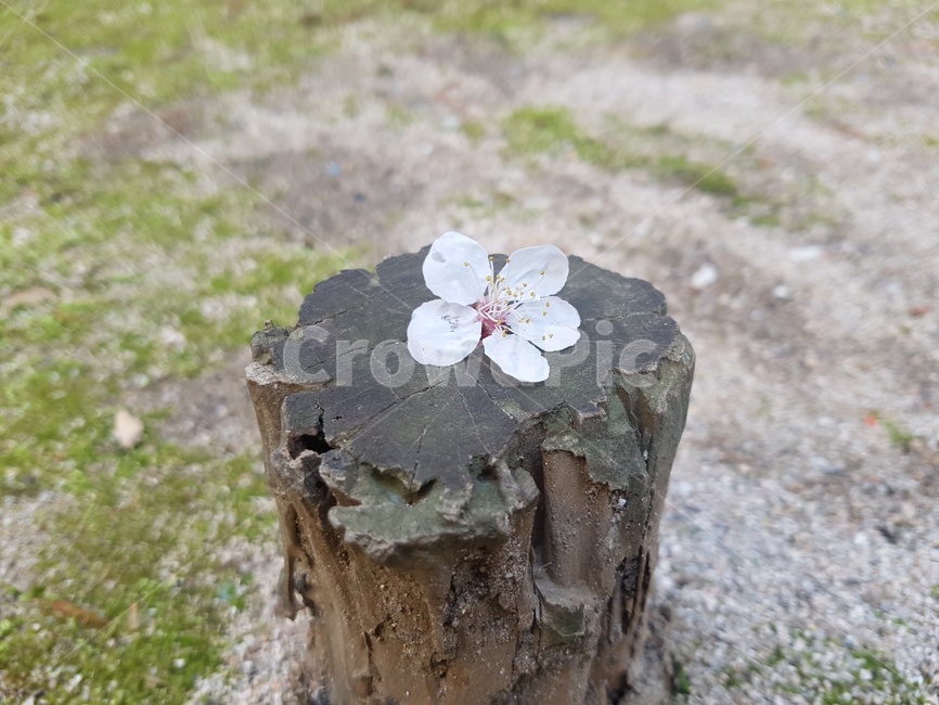 꽃,나무,봄,spring,꽃잎,flower,잔디,나무기둥