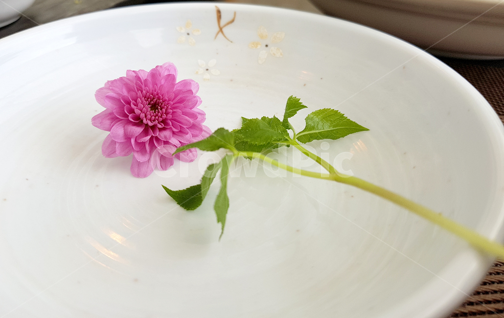 꽃,국화,핑크꽃,flower,꽃이미지,도자기,그릇