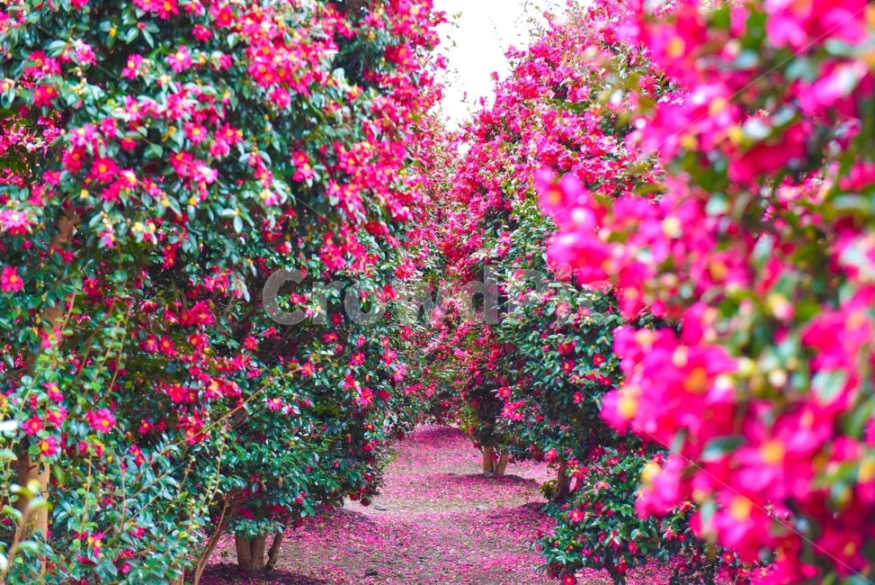 Wimiri,camellia flower,Camellia flower colony,jeju island,winter,Olle trail