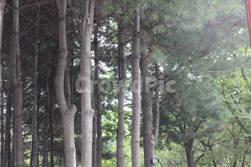 나무,자연,선유도공원,공원,소나무