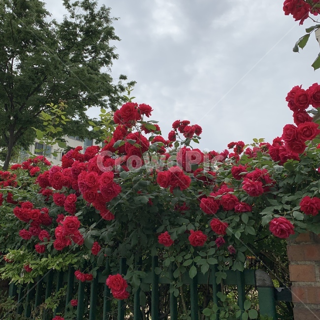 꽃,blossom,plant,식물,flower,rose,장미,장미덩쿨