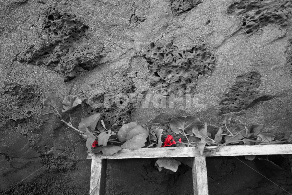장미,담벼락,흑백,고독,사다리,매혹,꽃,flower,흑백,모노톤,monochrome,black and white