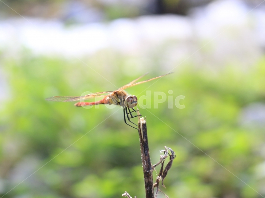 잠자리,자연,여름,dragonfly,natural,자연스러움,동물,animal,곤충,벌레,insect,bug