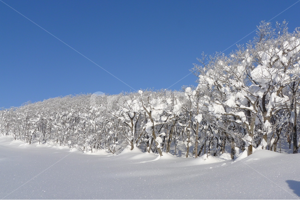 대관령,선자령,설경,겨울,햇빛,겨울,계절,winter,season,자연,풍경,nature,landscape,outdoors,옥외